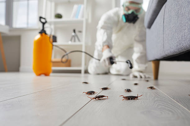 Commercial Kitchen Cockroach Control in Belfast